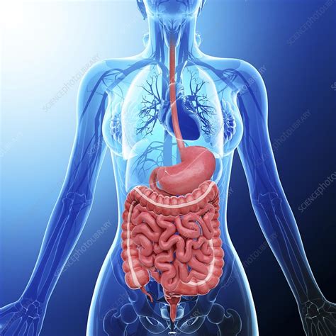 Human Digestive System Artwork Stock Image F Science
