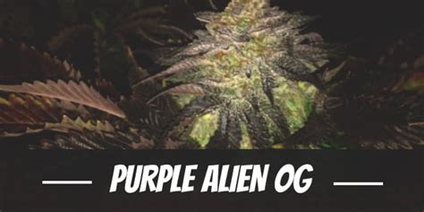 Purple Alien Og Weed Strain Review And Information