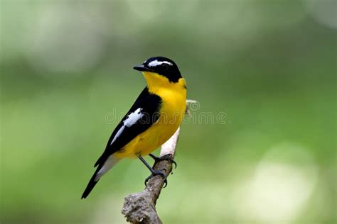Beautiful Black And Yellow Bird With White Spot On Its Wings Per Stock