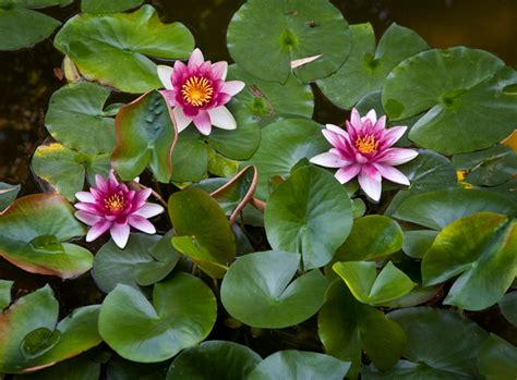 Worldview Photography Water Lilies Etc Magenta And White