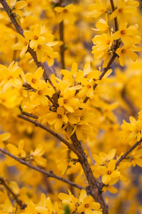 Macro Photography Of Yellow Flowering Tree · Free Stock Photo