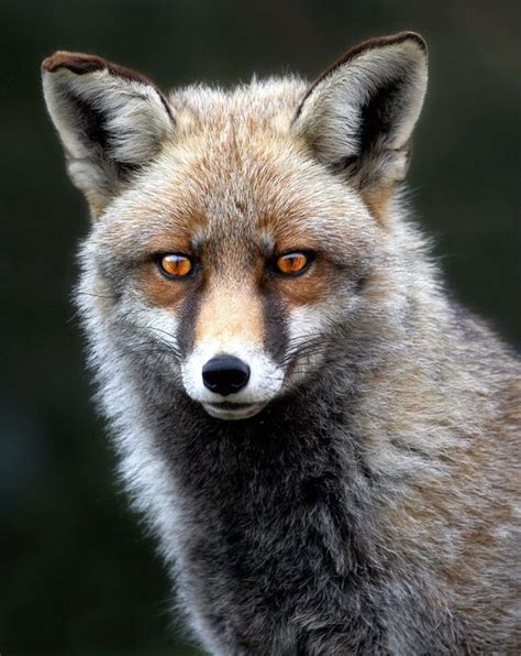 Pin By Carolyn Keith On Animals 3 Animals Beautiful Animals Wild Fox