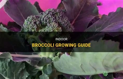 Indoor Broccoli Growing Guide Shuncy
