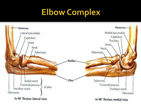 Elbow Joint Bony Anatomy