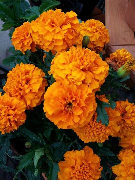 Marigolds Have Been Flowering For Months Beautiful Flowers Orange