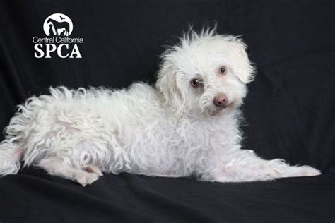 22553074 Central California Miniature Poodle Thing 1 Spca 1 Year