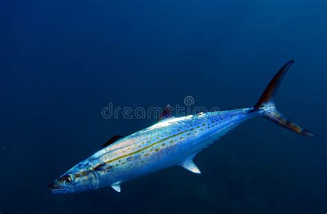 Cero Mackerel Fish Stock Image Image Of Water Scomberomorus 25210569