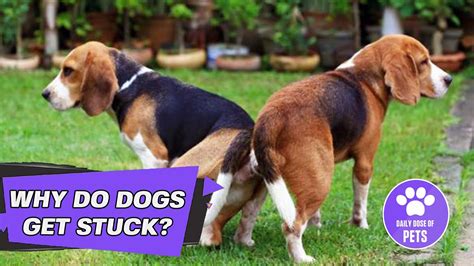 Why Dogs Get Stuck After Mating Explaining Breeding Process Youtube