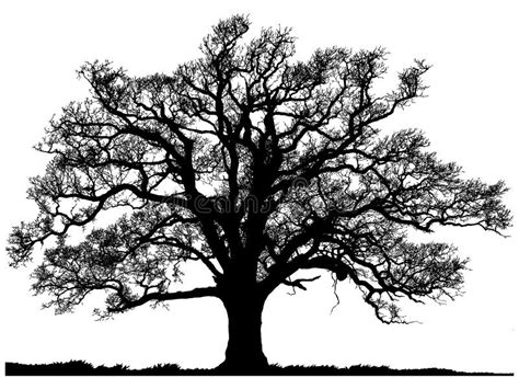 Silhouette Of Oak Tree Stock Vector Illustration Of Frame 44662890