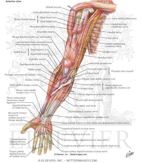 Upper Limb Nerves