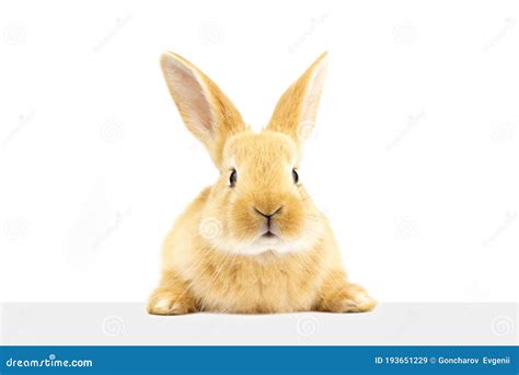 An Attentive Rabbit Looks At The Sign Stock Image Image Of Isolated