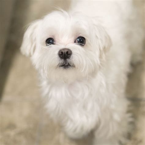 Adorable Maltese Dog Breeds White Dog Breeds Cute Cats And Dogs