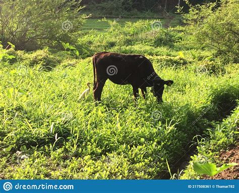 Black Cow Eating Grass At Morning In Grassy Meadow Stock Image Image