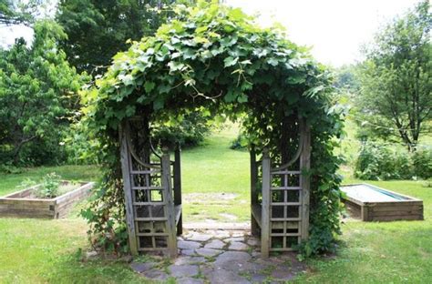Check spelling or type a new query. Grapevine Trellises - Here's a cool backyard grapevine tr ...