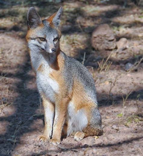 Common Gray Fox Urocyon Cinereoargenteus Sitting In The Sun A Photo