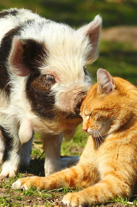 40 Adorable Pictures Of Pets With Their Animal Friends