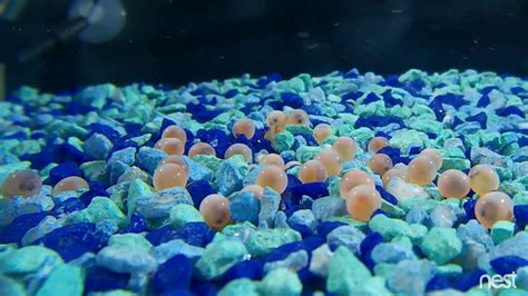12 Hour Timelapse Of Fish Eggs Hatching Youtube