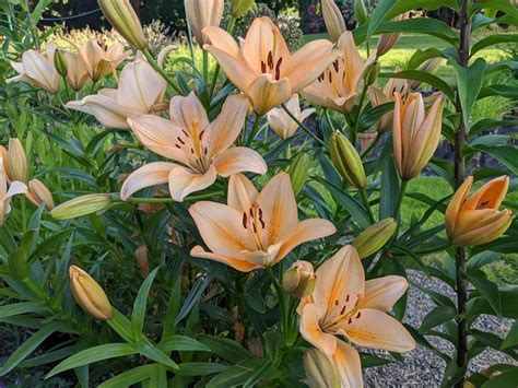 Lily Lilium Salmon Classic In The Lilies Database