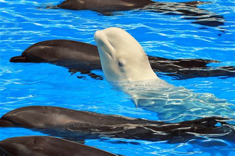 Beluga Whale That Lives With Dolphins Has Traded Her Calls For Theirs