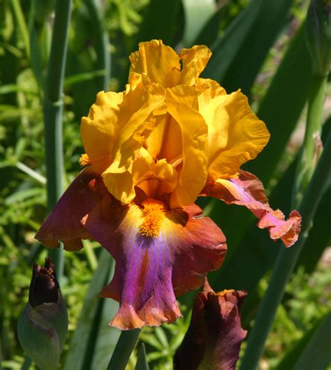 Dividing Bearded Iris Grndoordesign