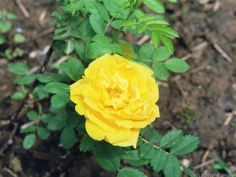 Persian Yellow Rose Photo