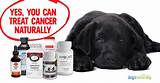 Pictures of Dog Cancer Holistic Treatment