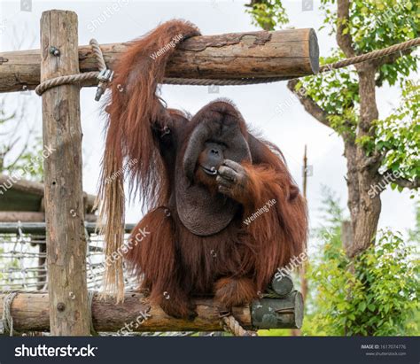 A Giant Sumatran Orangutan In The Wildlife Park Ad Sponsored