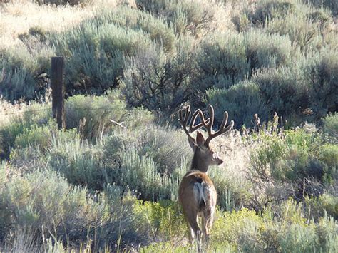 Mule Deer Habitat In Western United States Improves Based On