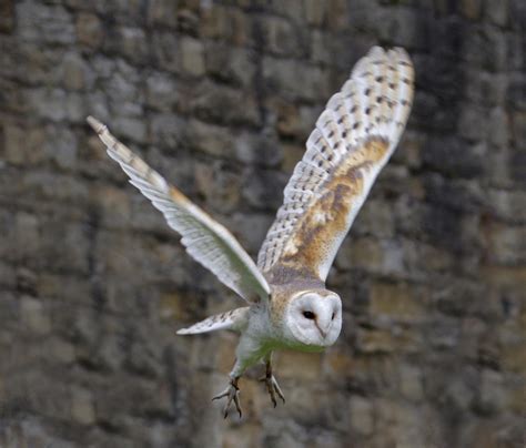 Barn Owl In Flight By Gailjohnson On Deviantart