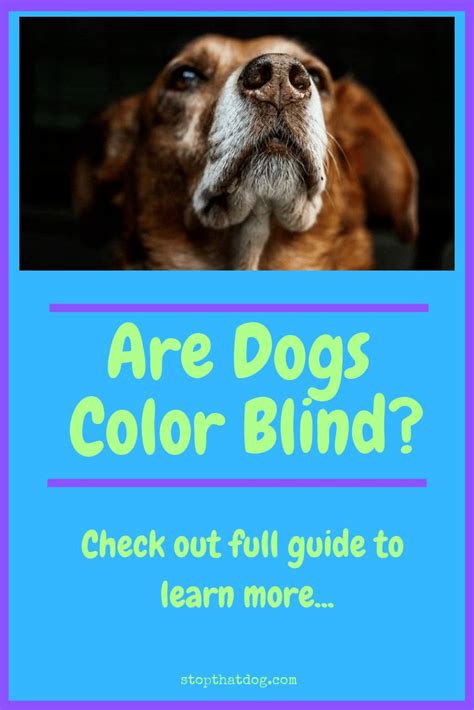 Are Dogs Color Blind And How Do We Know Lavonia Elrod