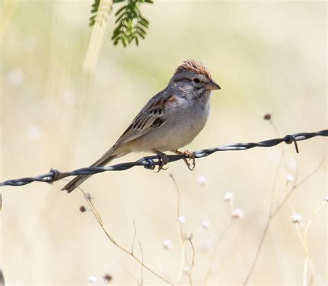 Arizona Sparrow Birding In Bc Community