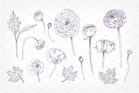 Set With Ranunculus Flower Illustration Hand Drawn Vector