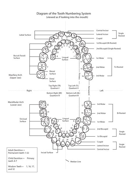 Printable Teeth Number Chart