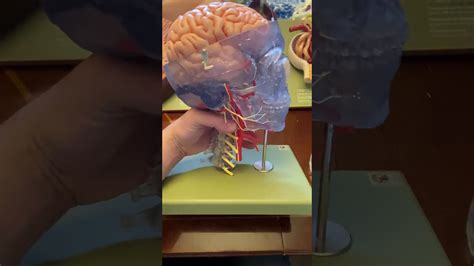 Somso Neuroanatomy Model Cerebral Arterial Circle Youtube