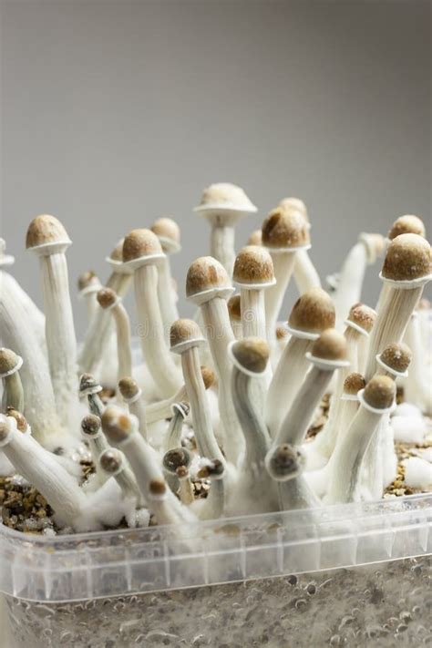 Growing Indoor Psylocybin Psychedelic Mushrooms Stock Photo Image Of