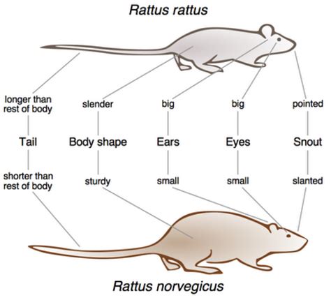 Black Rats Brown Rats And The Plague Natural History Museum