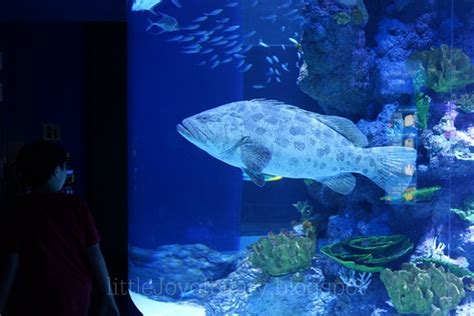 Little Joy Sea Aquarium Of Sharks Manta Rays Tuna Schooling
