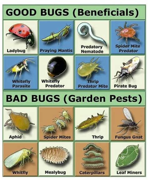 Good And Bad Bugs Garden Pests Garden Pests Identification Natural Garden
