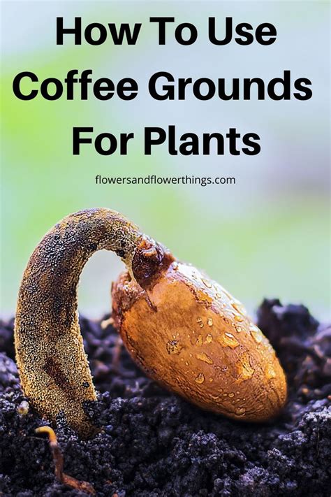 Reviews for photos of blueberry sour cream coffee cake. Are Coffee Grounds Good For Plants ...