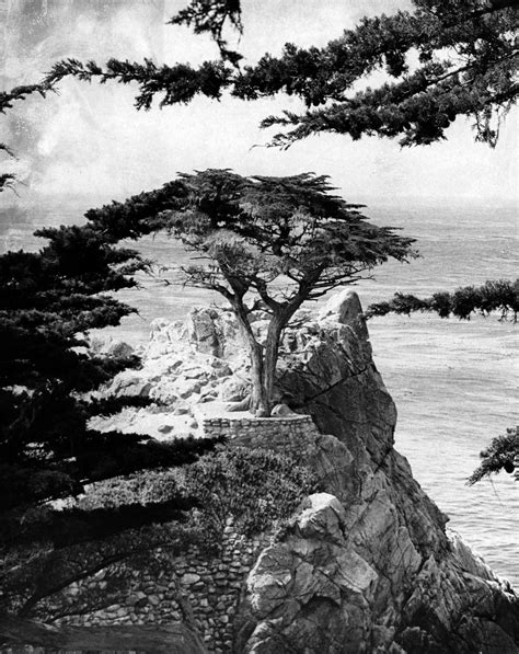 The Lone Cypress In Pebble Beach Suffers Storm Damage