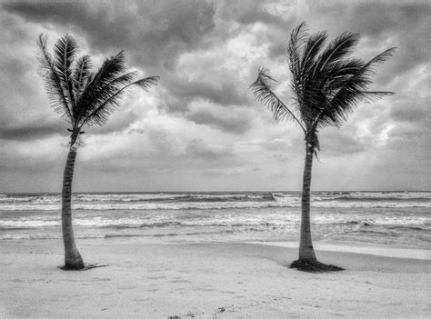 2 Palm Trees Ricoh Gr Diary