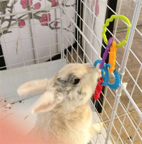 How To Make Homemade Rabbit Toys For When You Are Away Homemade