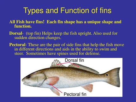 Ppt Fish Form And Function Powerpoint Presentation Free Download