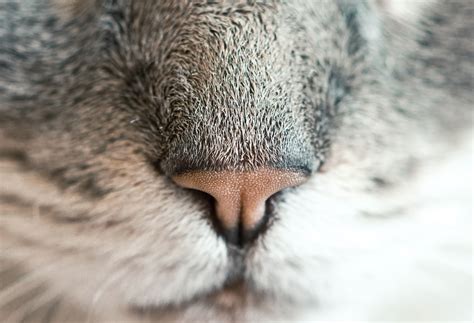 Cat Nose Photo By Ryan Mcguire Ryanmcguire On Unsplash