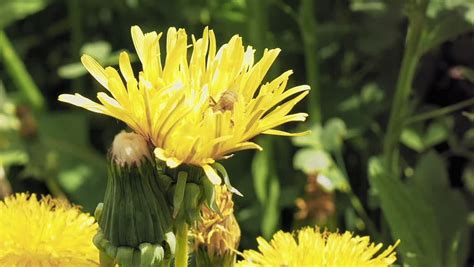 Yellow Blooming Dandelion In The Grass Medicinal And Useful Plants Of