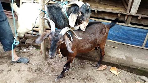 Unloading The Biggest Boer Goat Stud Goat Farming In Village Youtube