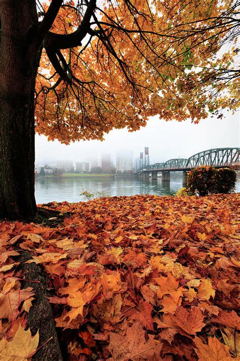 Foggy Fall Day In Portland Photograph By Wes And Dotty Weber Fine Art