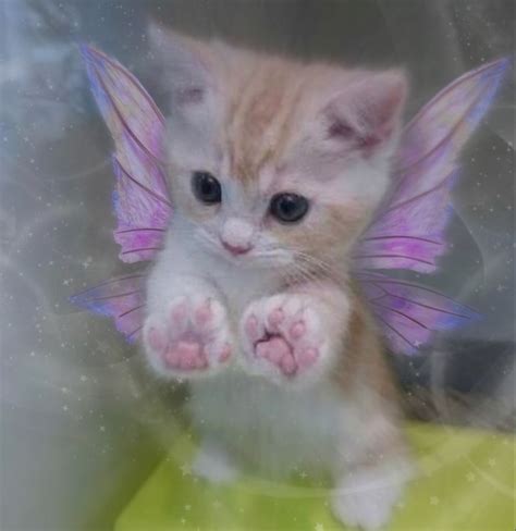 Fairy Cat 🧚🏻‍♀️😺
