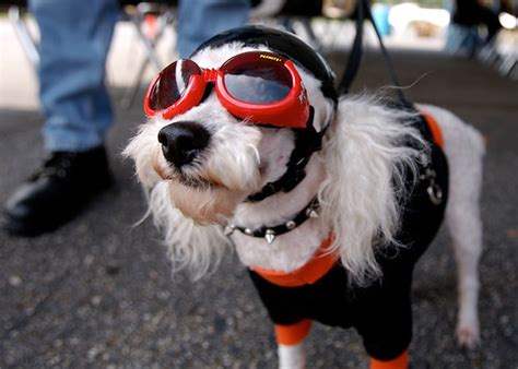 Dogs With Goggles Flickr Blog