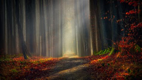 Dirt Road In Autumn Forest Backiee